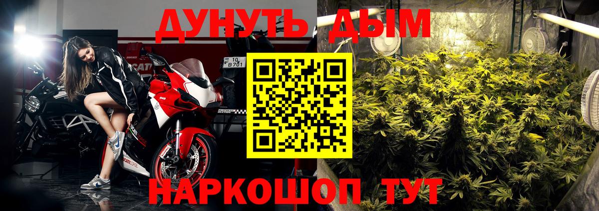 Бошки марихуана конопля  Конопля Bruce Banner  Вход с VPN  Норильск  Каннабис сатива 